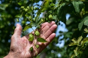 Was man mit dem Hopfen alles Erschaffen kann