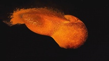 Expedition in das Planetensystem - Gesteine von Mars, Mond und Vesta