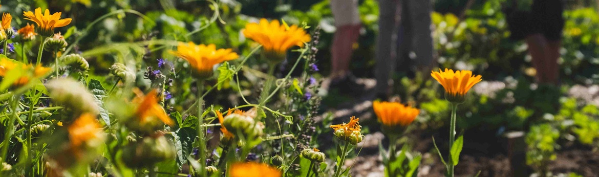 Allmende Emscher-Lippe Erntefest 2023