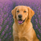 Hundeticket: Besuch des Lavendelfelds mit einem Hund oder Hunde-Shooting