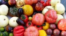 Führung durch die Tomatenanlage im Umweltgarten, 16.00 Uhr