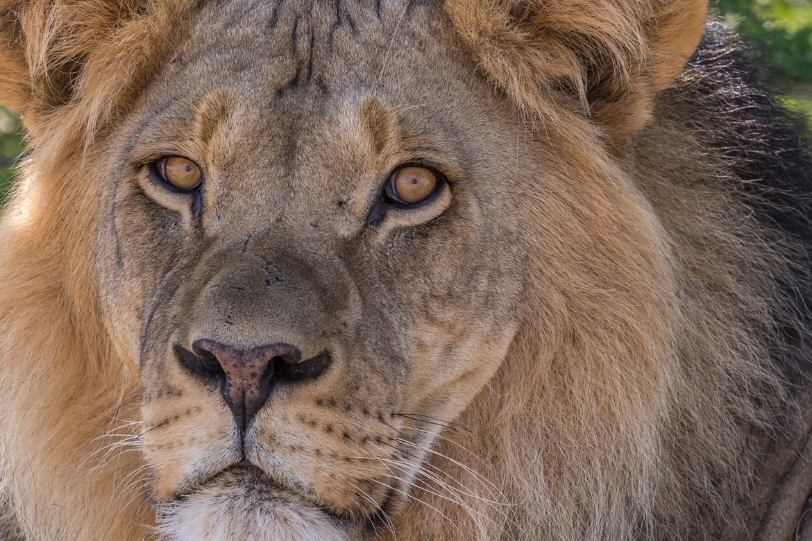 Abenteuer Afrika: Die Durchquerung der Kalahari „Live-Multivision mit Matthias Gößmann“