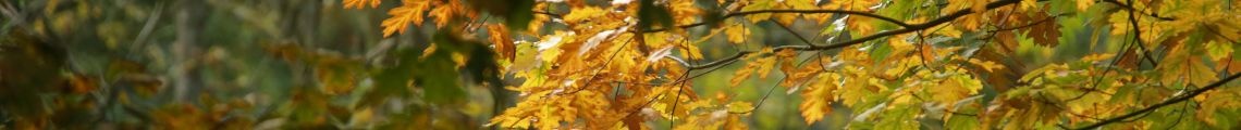Anmeldung Waldschule für Schulen, Kindergärten und KiTas