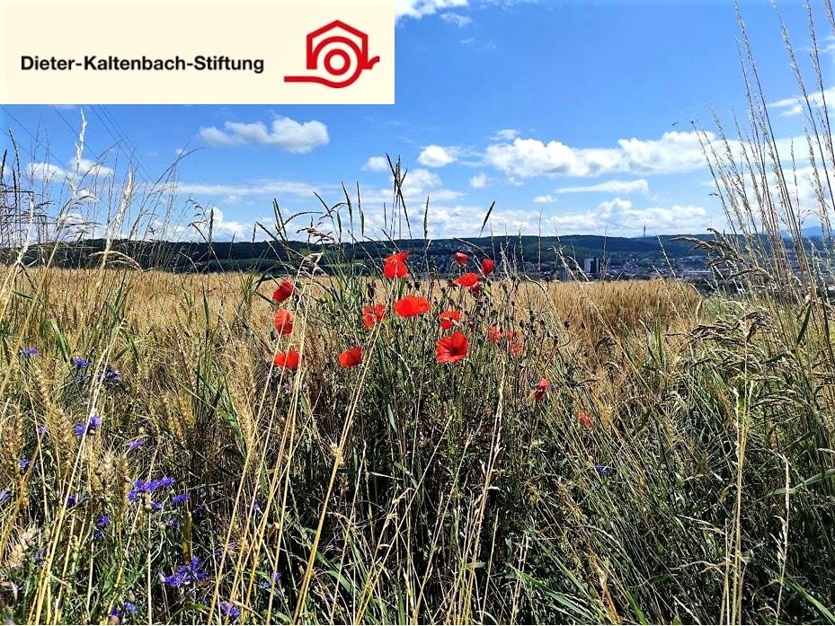 Ferienprogramm für Kooperationsmitarbeitende