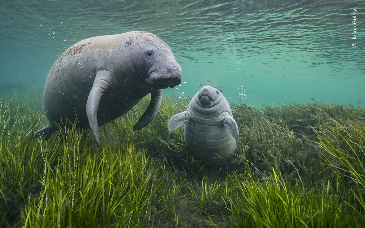 Wildlife Photographer of the Year 60