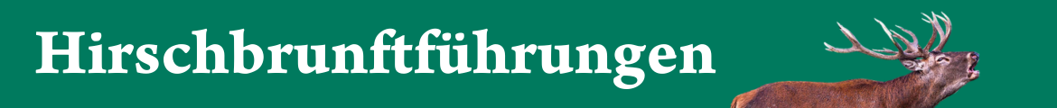 Hirschbrunft im Morgengrauen 2025