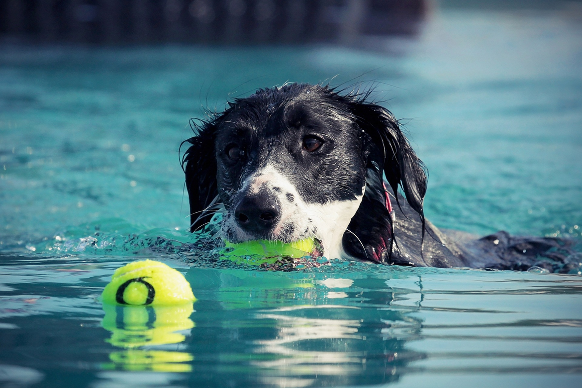 4. Enni-Hunde-Beachparty