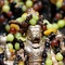 Sponsoring - Maha Offerings